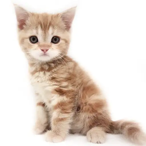 アメリカンショートヘア