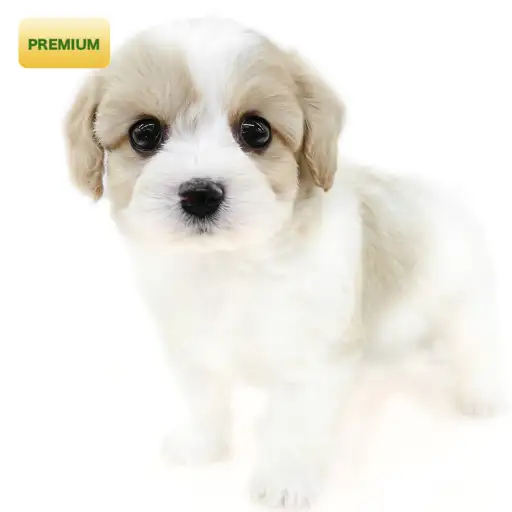 MIX(キャバリアキングチャールズスパニエル×ビションフリーゼ)