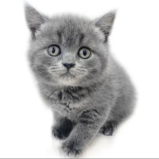 ブリティッシュショートヘア