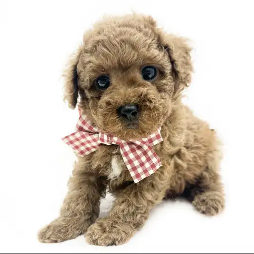 トイ・プードル