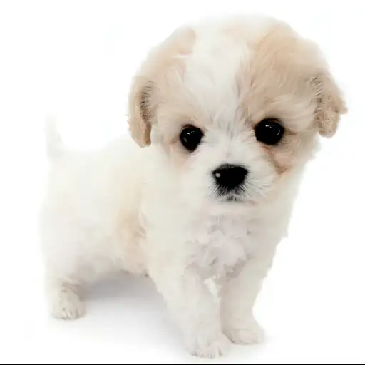 MIX【ビション×（ビション×キャバリア）】