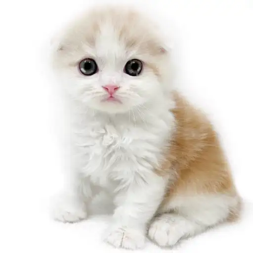 スコティッシュフォールド