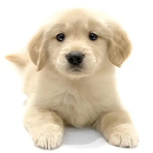 ゴールデンレトリバー