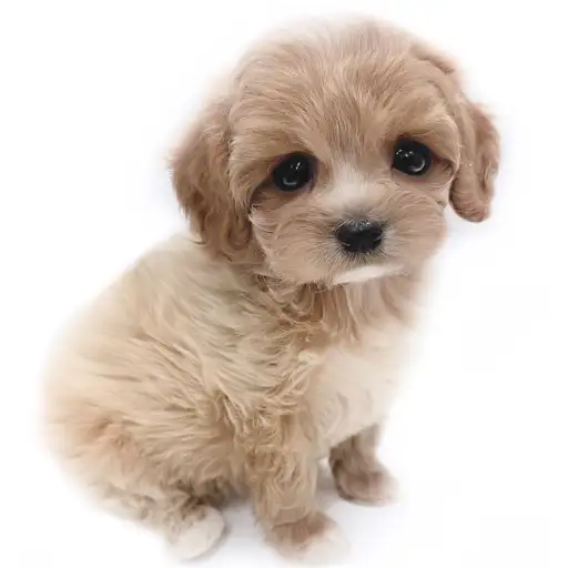 MIX(キャバリアキングチャールズスパニエル×トイプードル)