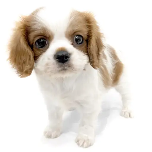 キャバリア・キングチャールズ・スパニエル