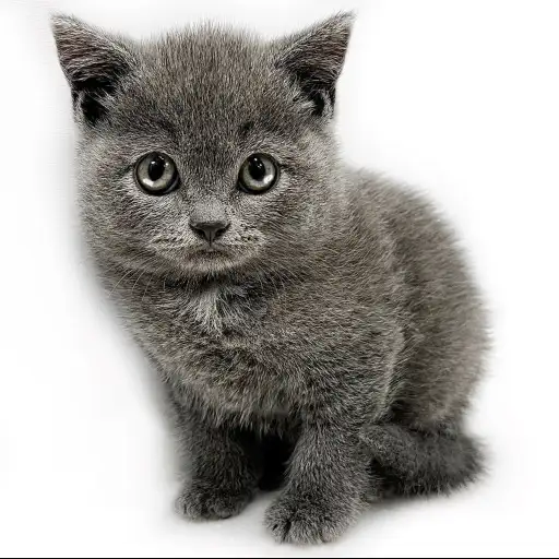 ブリティッシュショートヘア