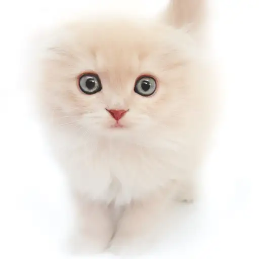 スコティッシュフォールド