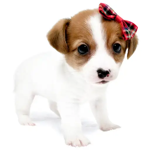 ジャックラッセルテリア