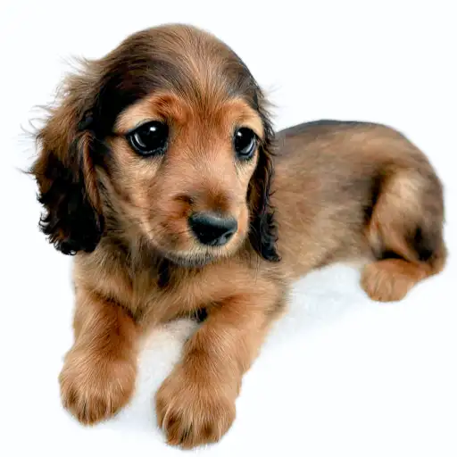 ミニチュア・ダックスフント