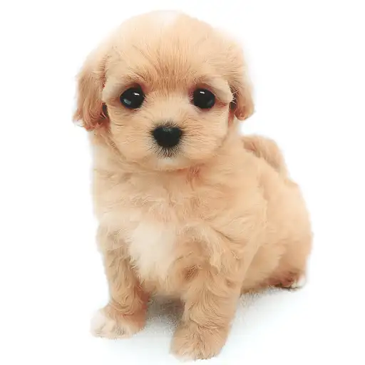 MIX(マルチーズ×トイプードル)