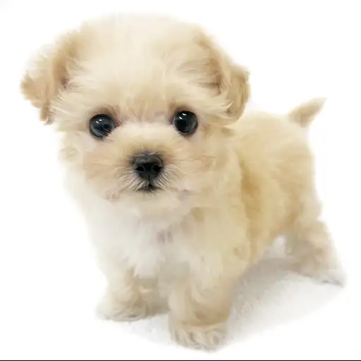 MIX（トイプードル×マルチーズ）