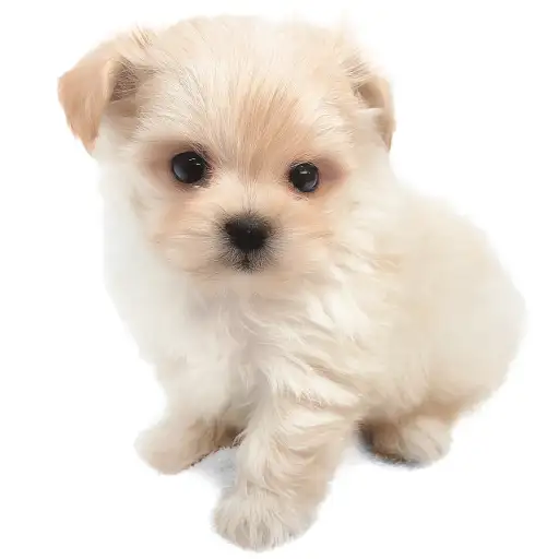 MIX(トイプードル×マルチーズ)