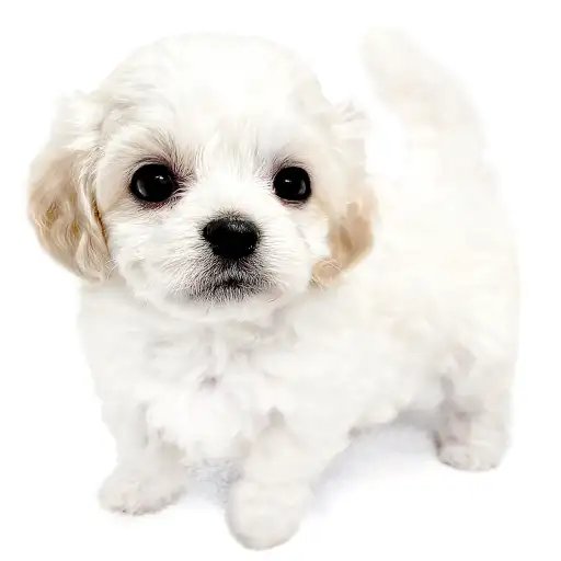 MIX【ビション×(ビション×キャバリア)】