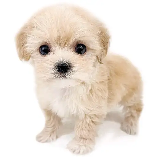 MIX（マルチーズ×トイプードル）