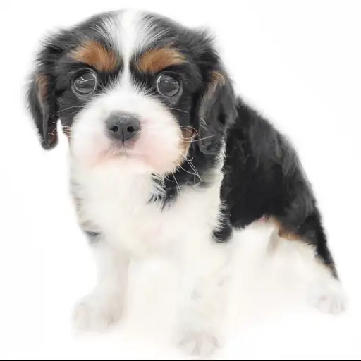 キャバリア・キングチャールズ・スパニエル