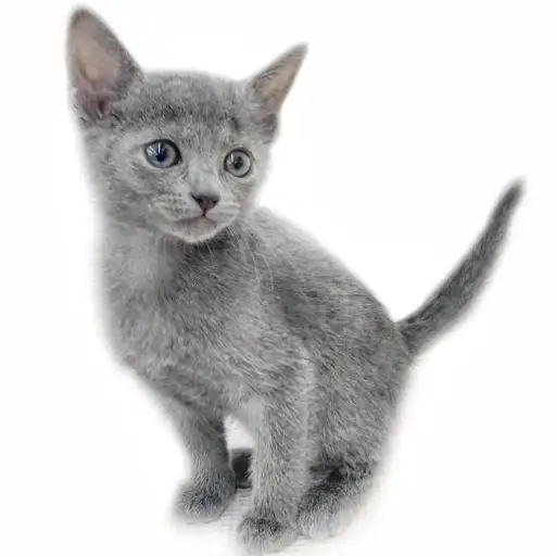 ロシアンブルー