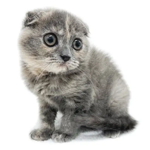 スコティッシュフォールド