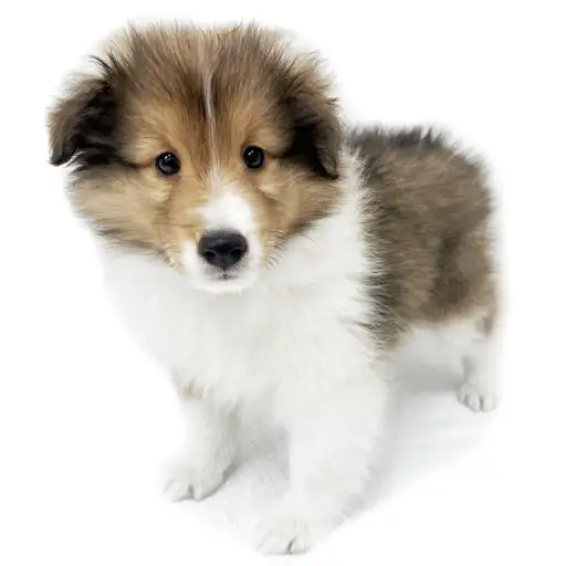 シェットランドシープドッグ