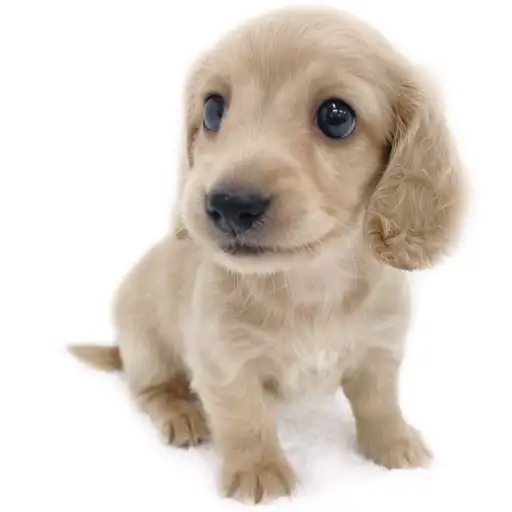 ミニチュア・ダックスフント