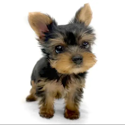 ヨークシャーテリア