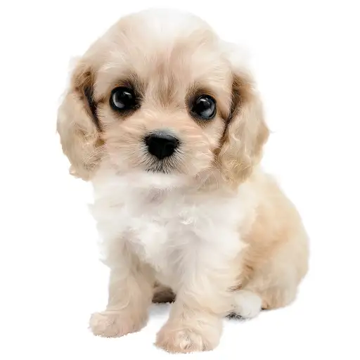 MIX(ビションフリーゼ×キャバリアキングチャールズスパニエル)