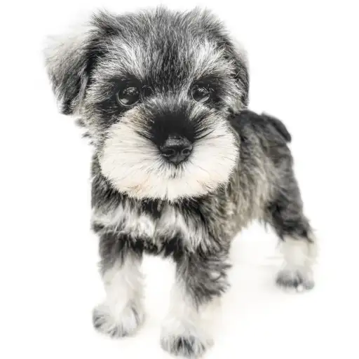 ミニチュア・シュナウザー