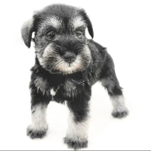 ミニチュア・シュナウザー