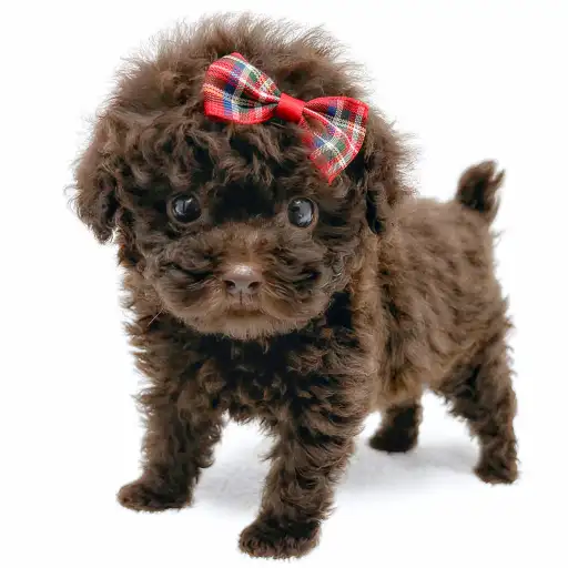 トイ・プードル