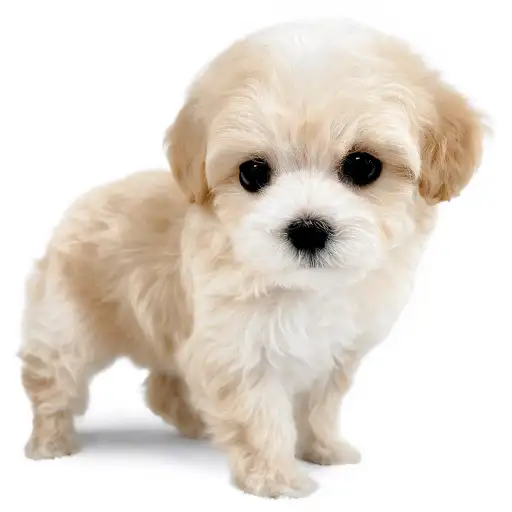 MIX(マルチーズ×トイプードル)