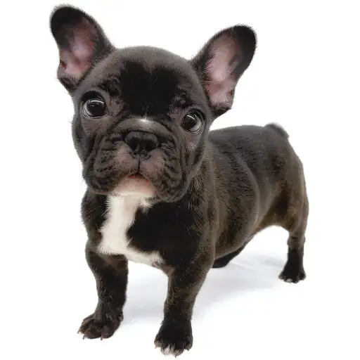 フレンチブルドッグ