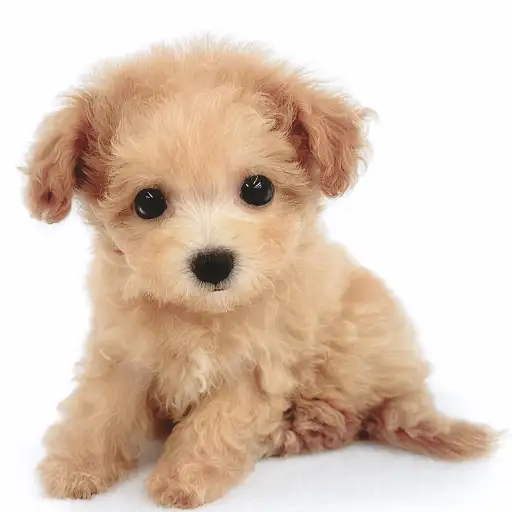 MIX(マルチーズ×トイプードル)