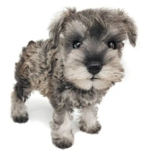 ミニチュア・シュナウザー