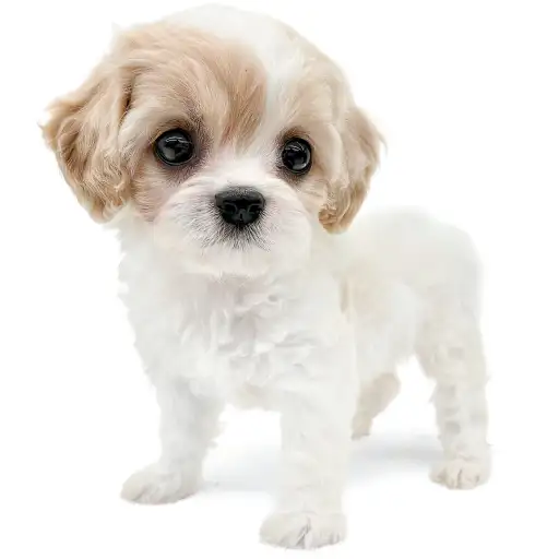 MIX（キャバリアキングチャールズスパニエル×ビションフリーゼ）