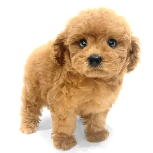 トイ・プードル