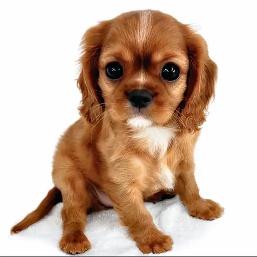 キャバリア・キングチャールズ・スパニエル