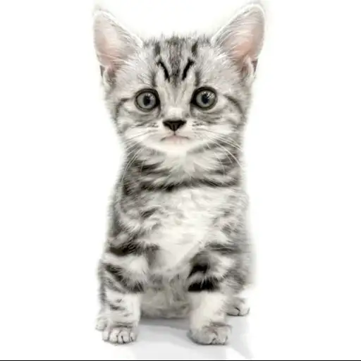 アメリカンショートヘア