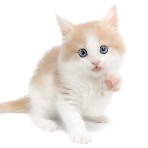 ノルウェージャンフォレストキャット