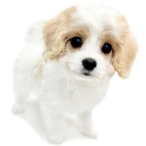 MIX（キャバリアキングチャールズスパニエル×ビションフリーゼ）