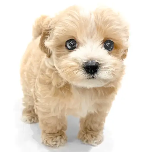 MIX（マルチーズ×トイプードル）