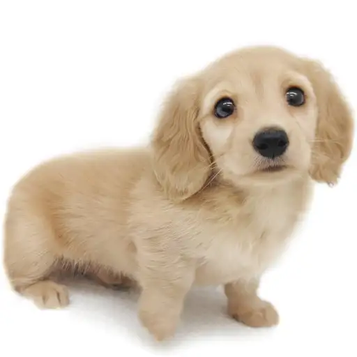 カニンヘン・ダックスフント