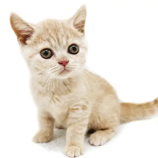 ブリティッシュショートヘア