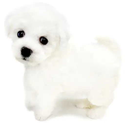 ビションフリーゼ