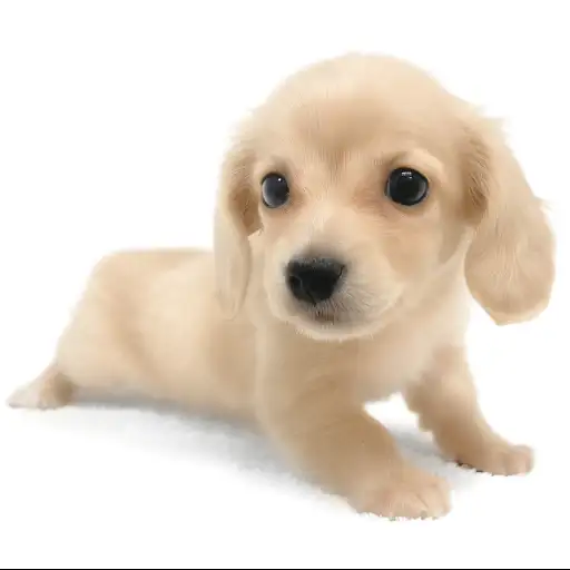 カニンヘン・ダックスフント