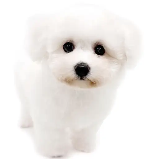 ビションフリーゼ