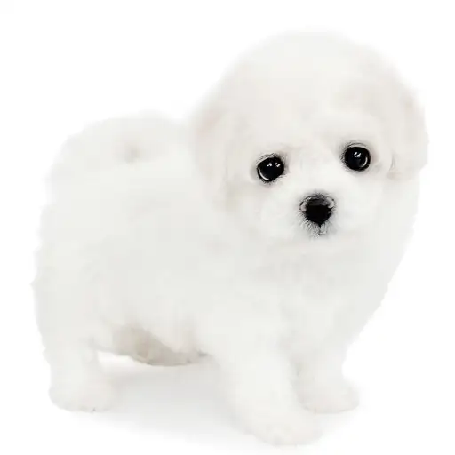 ビションフリーゼ