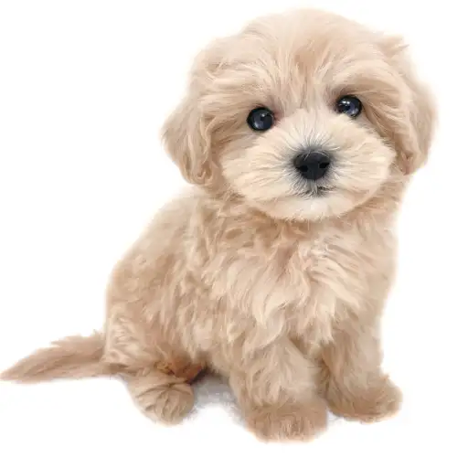 MIX（マルチーズ×トイプードル）