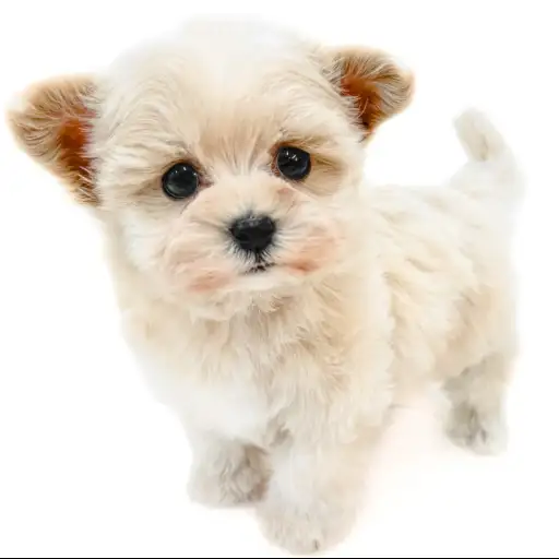 MIX（マルチーズ×トイプードル）