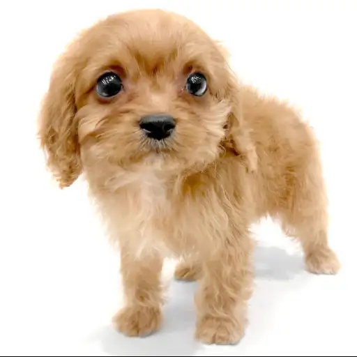 MIX(キャバリアキングチャールズスパニエル×トイプードル)