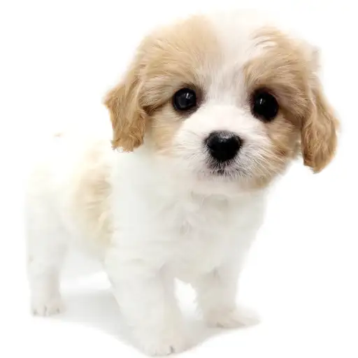 MIX（キャバリアキングチャールズスパニエル×ビションフリーゼ）