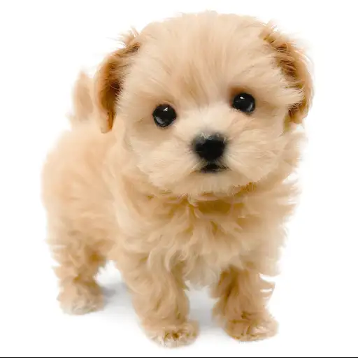 MIX（マルチーズ×トイプードル）